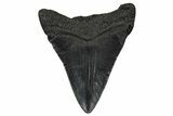 Juvenile Megalodon Tooth - South Carolina #340466-1